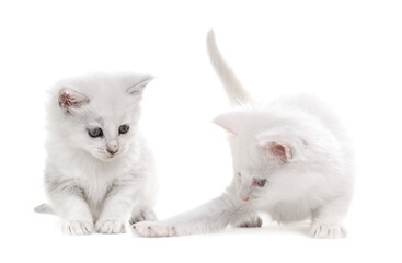 Two cute fluffy kittens on white background © New Africa