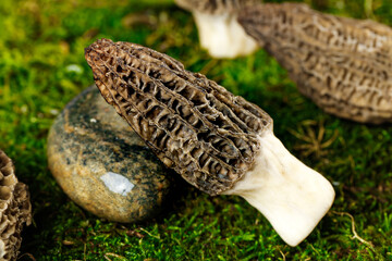 Fototapeta premium Fresh Morel Mushrooms from Yunnan Province China Studio Photo on Moss Background