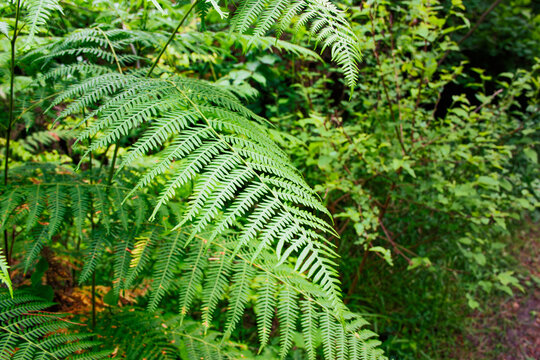 A photograph of fern leaves in nature. Subtropical forest. Green plants, humid climate