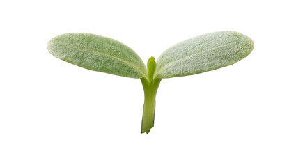 Delicate green seedling with two cotyledon leaves, isolated on transparent background