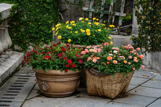 Rose bushes blooming in terracotta pots and wicker basket. Beautiful patio garden decoration featuring red peach and yellow potted roses in ceramic planters and woven basket on stone terrace