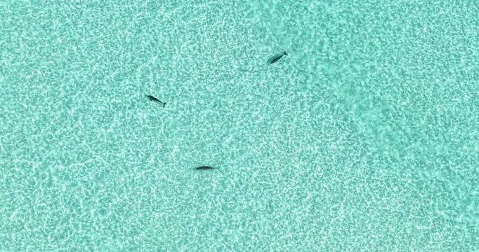 Aerial view of a pod of dolphins swimming through crystal clear turquoise water over a sandy seabed in Vashafaru, Haa Alif Atoll, Maldives.