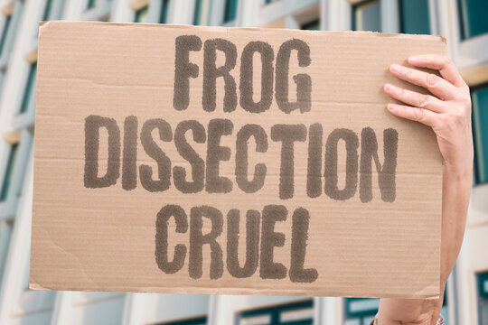 "Frog dissection cruel" Amphibian cut open for classroom. ANIMAL. TESTING. CRUELTY. EDUCATION. ALTERNATIVE.