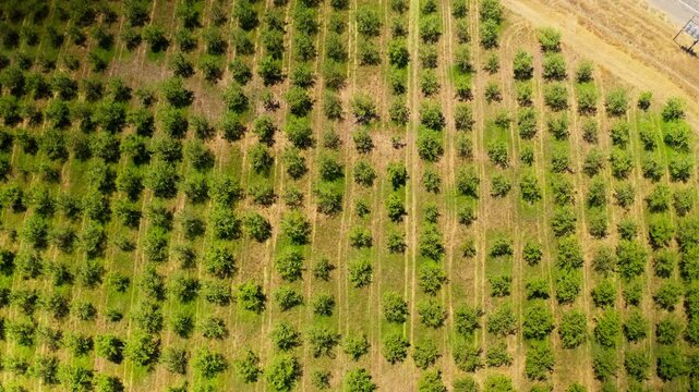 Drone aerial view of farmstead and acres of farmland in Chico, California 