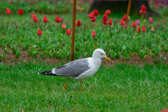 A beautiful white seagull wanders through a vibrant spring garden filled with blooming red and pink tulips. The warm, golden sunset light creates a soft glow over the scene, highlighting the contrast.
