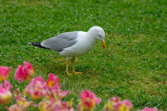 A beautiful white seagull wanders through a vibrant spring garden filled with blooming red and pink tulips. The warm, golden sunset light creates a soft glow over the scene, highlighting the contrast.