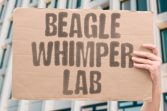 "Beagle whimper lab" Dog cries in research facility. ANIMAL. TESTING. CRUELTY. PAIN. LAB.