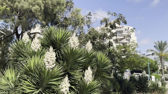 View of yucca bushes blooming with white flowers in a park in Kiryat Motzkin, Israel. The scene captures ornamental desert plants in bloom within a landscaped urban green space.