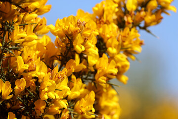 Fototapeta premium Vibrant close up of common gorse bush in Ireland