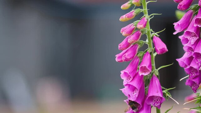 Close-up of bees entering vibrant pink foxglove flowers to collect nectar. Natural pollinator activity captured with shallow depth of field and ample copy space for text