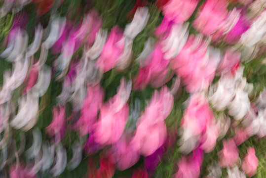 Dreamy abstract floral background created with intentional camera movement. Soft pink and white flowers blend into flowing motion blur, forming an artistic and impressionistic nature scene.
