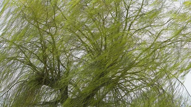 Nahaufnahme eines dichten Trauer Weidenbaums mit &uuml;ppigem gr&uuml;nem Bl&auml;tterwerk, Triesdorf, Weidenbach, Fr&auml;nkischen Seenland, Landkreis Ansbach, Mittelfranken, Bayern, Deutschland