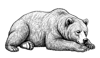 Resting Bear Wildlife Animal Detailed Engraving Illustration Artwork © MstNadiya