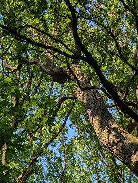 Gr&uuml;ne Baumkronen mit dichtem Bl&auml;tterdach im Berliner Pl&auml;nterwald bei sommerlichem Tageslicht