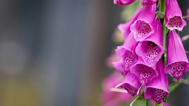 Close-up of bees entering vibrant pink foxglove flowers to collect nectar. Natural pollinator activity captured with shallow depth of field and ample copy space for text