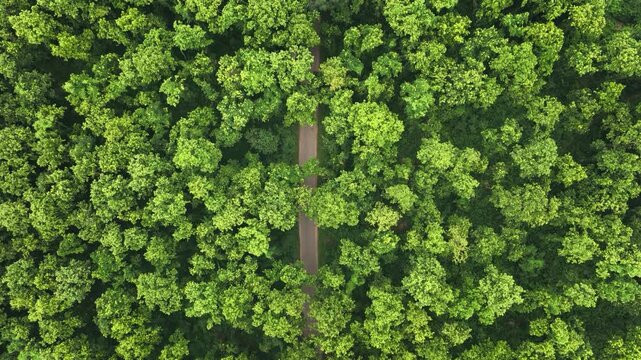 Aerial view of a narrow road cutting through the lush green canopy of the dense forest Madhupur, Dhaka Division, Bangladesh.