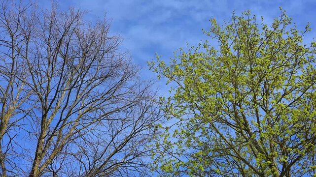 Zwei B&auml;ume mit kargen und belaubten &Auml;sten, die sich gegen einen blauen Himmel abheben, Wolframs-Eschenbach, Landkreis Ansbach, Mittelfranken, Bayern, Deutschland
