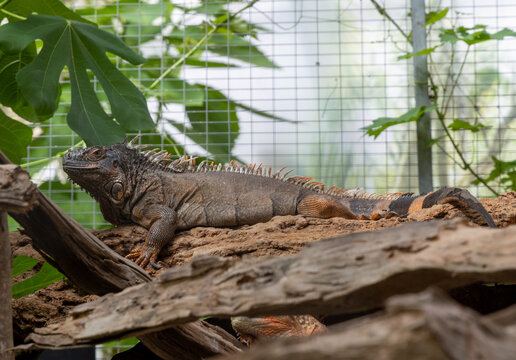 Leguan