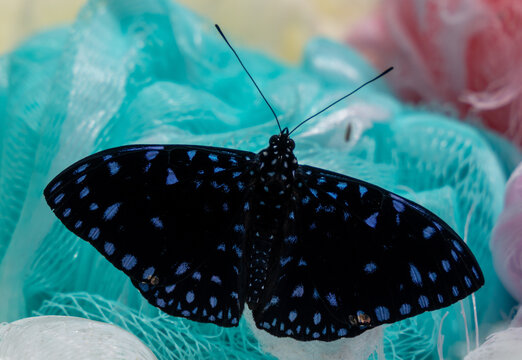 Schmetterling