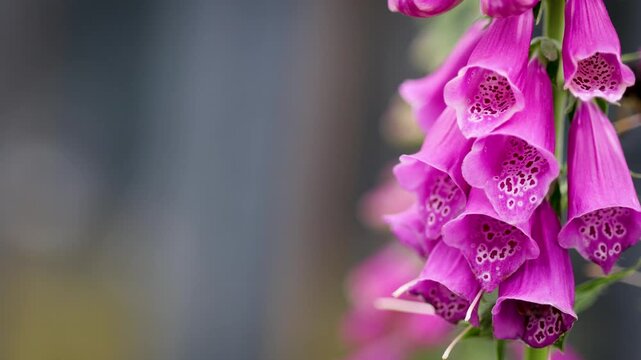 Close-up of bees entering vibrant pink foxglove flowers to collect nectar. Natural pollinator activity captured with shallow depth of field and ample copy space for text
