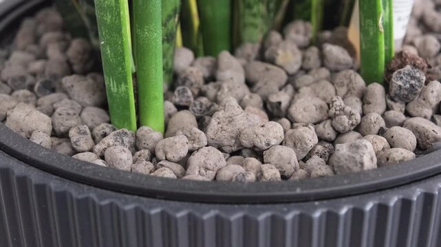 Expanded clay pebbles surrounding green houseplant in pot