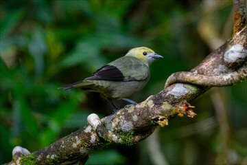 Obraz premium Palm Tanager perched on mossy branch in lush Colombian forest habitat
