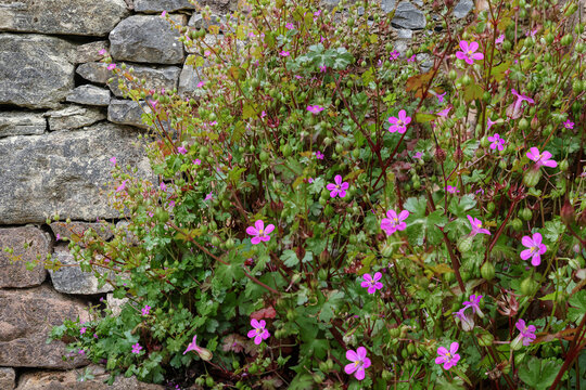A woodland geranium plant with pink wild flowers growing against an old stone wall in the countyside