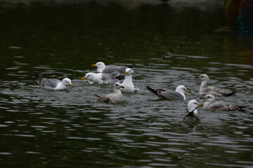 Fototapeta premium Seagulls dive into the water. Seagulls playing in the sea, taking off, floating..