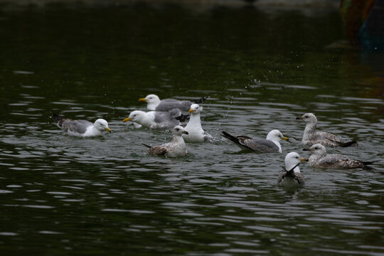 Seagulls dive into the water. Seagulls playing in the sea, taking off, floating..