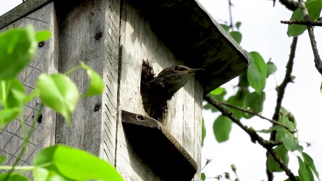 A young juvenile starling (Sturnus vulgaris) sits in a birdhouse.