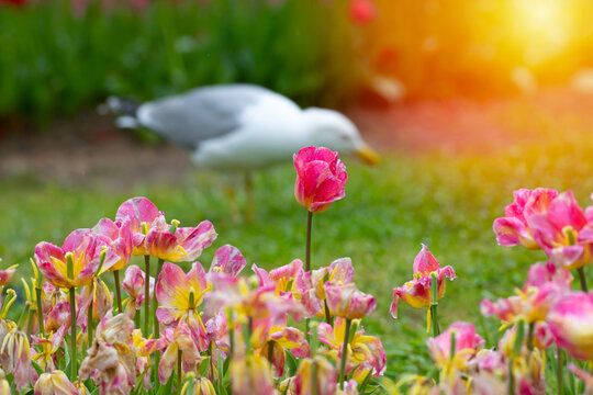 Selective focus shot of a vibrant pink tulip flower in a spring garden. Beautiful bokeh background featuring a soft, blurred silhouette of a seagull and warm bright sunlight.