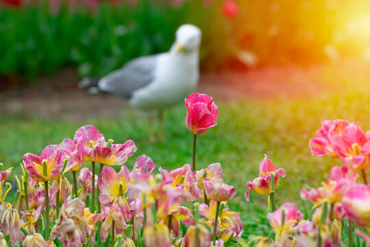 Selective focus shot of a vibrant pink tulip flower in a spring garden. Beautiful bokeh background featuring a soft, blurred silhouette of a seagull and warm bright sunlight.