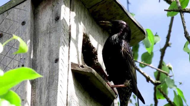 A parent bird feeds its baby a starling insect.