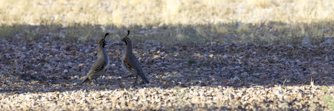 Beak open in charming conversation between two wild Gambel's Quails presented in Panoramic format