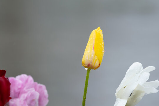 Yellow tulips with water droplets. Yellow tulips lit by sunlight.