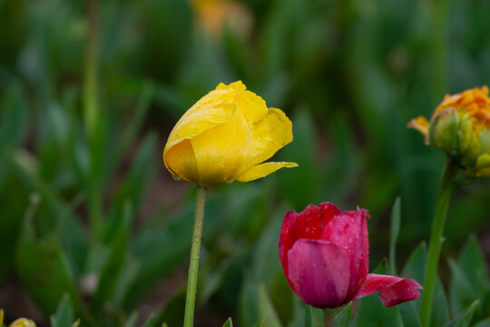 Yellow tulips with water droplets. Yellow tulips lit by sunlight.