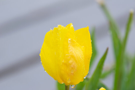 Yellow tulips with water droplets. Yellow tulips lit by sunlight.