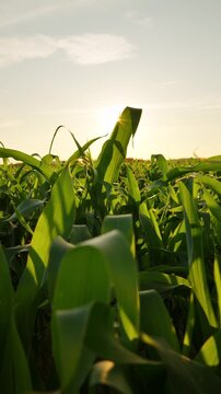 The camera moves slowly among corn field at sunset. Slow motion