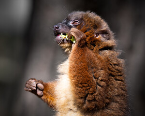 Fototapeta premium Red Bellied Lemur Lemur Feeding Close up