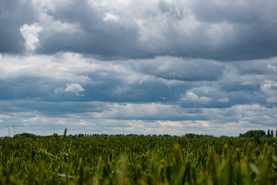 Green wheat and rolling clouds