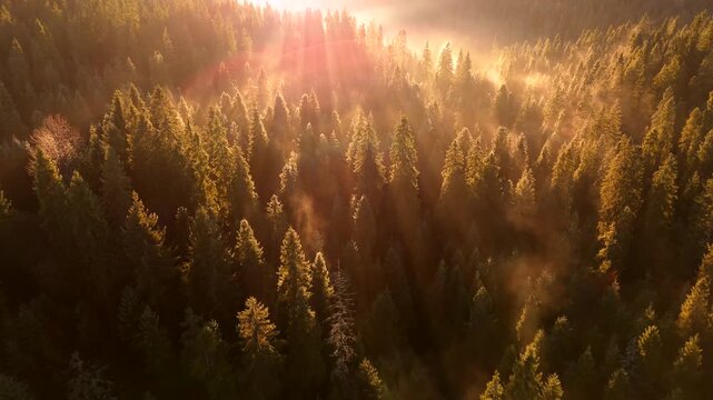 Dawn in the mountains in autumn. Sun rays break through the morning fog.