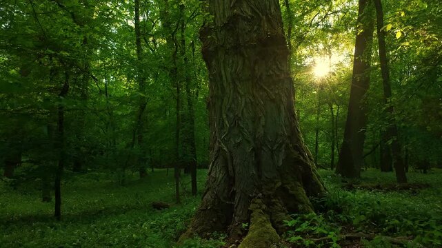 Dynamic point-of-view scene moving through a lush deciduous forest during sunset, with vibrant green undergrowth illuminated by warm golden sunlight. Atmospheric woodland landscape.