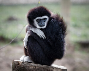 Fototapeta premium Male Gibbon Sitting in a Tree Stump