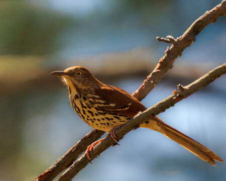 Beautiful closeup portrait of Brown Thrasher, Georgia's state bird 