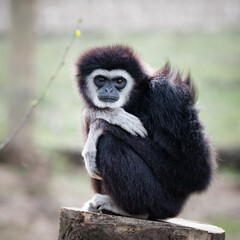 Obraz premium Male Gibbon Sitting in a Tree Stump