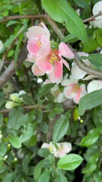 Dolly-in shot of excellent white and light pink flowering quinces