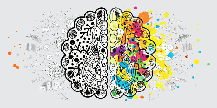 brain split into creative and analytical sides vector