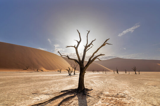 Dead camelthorn trees in Deadvlei