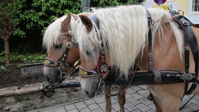 Two light-colored draft horses in decorative bridles and harness, waiting calmly outdoors beside greenery and a stone wall.