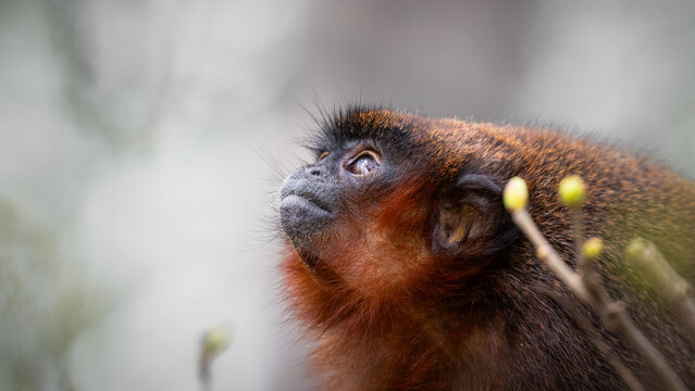 Close up Side View Titi Monkey